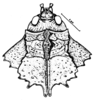 Spathalium audouinii (Blanchard, 1836): Fig. 3. female, head and pronotum, dorsal view (from Tandil). (Otu).