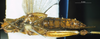 CollectionObject 1576332; c0f60e26-6961-477f-b980-05dfd6fa03be: female, ventral view (paratype). (CollectionObject).