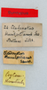 CollectionObject 1506051; bcb82a0a-408d-4539-a43e-3a00971f2dd9: labels (syntype). (CollectionObject).