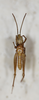 CollectionObject 1528795; 8e90dbe3-a54b-4a80-aa0c-21bac5e195fd: male, ventral view (holotype). (CollectionObject).