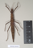 CollectionObject 1560273; 6ce14ac0-25f6-45dd-a0c7-f2e51e329f2b, NHMUK(SF IMPORT DUPLICATE) 844965: copyright Natural History Museum, London. female (holotype). (CollectionObject).