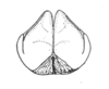 Ceuthophilus (Ceuthophilus) mescalero Hubbell, 1936: Fig. 678. Subgenital plate of male. (Otu).