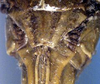CollectionObject 1531375; a20196cc-f564-4b37-b4b0-fc9f1feaedac: female subgenital plate (holotype). (CollectionObject).