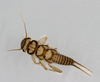 Acroneuria frisoni Stark & Brown, 1991: Photo by M. Jeffords. Nymph. Indiana. (Otu).