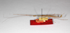CollectionObject 1560368; 12c3ed14-61fd-46e7-9370-24612de5e038: copyright ZMHB, Berlin. male, lateral view (holotype). (CollectionObject).