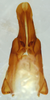 CollectionObject 1588778; cef9bbe0-6b09-471a-ba9a-ea35858c6bee: male genitalia, dorsal view. (CollectionObject).