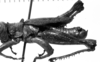CollectionObject 1519677; 78193cd9-4b08-4b78-8043-08fe8033ada6: Image Carbonell, C.S. Male habitus, lateral view (unspecified type). (CollectionObject).