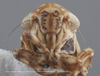 Head: !! display not done !! on Anaceratagallia (Anaceratagallia) fragariae Mitjaev, 1971: Head. (Observation).