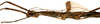 CollectionObject 1578598; 65c5b7c5-5073-473b-9c7b-3e94df8cff01: copyright ISNB, Brussels. female: head & thorax, lateral view (paratype). (CollectionObject).