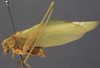 CollectionObject 1565351; b2e8ede2-681a-4cb7-8c45-59241a9611cf: male, lateral view (syntype). (CollectionObject).