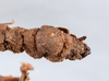 CollectionObject 1560972; ec60e166-052f-4a8a-9fb5-0abeebf275aa: copyright ANSP. male: end of abdomen, ventral view (holotype). (CollectionObject).