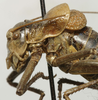 CollectionObject 1535229; 574eb1b5-4acb-4584-a873-c1ad8d5c4cfc: male pronotum, lateral view (lectotype). (CollectionObject).