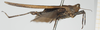 CollectionObject 1518021; 81beea2e-b894-4927-97b0-272bb968ff41, NHMUK010924491: male (syntype), lateral view. (CollectionObject).
