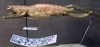 CollectionObject 1529070; ZIN 3224772, cd51afe5-e459-4889-a818-f9d30449358e: female, lateral view (paratype). (CollectionObject).