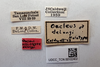 Other: !! display not done !! on Oecleus delongi Caldwell, 1944: (Observation).