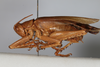 CollectionObject 1505583; 404978ed-e779-4042-93bb-7b9ffa39a033: male, lateral view (syntype). (CollectionObject).