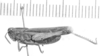 CollectionObject 1566324; 52bc20d3-32bd-403a-8c27-4cff88d0f5b8: male, lateral view (paralectotype of Chortophaga meridionalis). (CollectionObject).