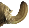 CollectionObject 1521092; 6cfb890e-031c-41f0-bdd2-5c41fbeb93b0, INPAINB0003981238: female, ovipositor lateral view (specimen from Costa Rica). (CollectionObject).