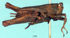 CollectionObject 1517903; b543741c-a62a-4cf1-b5ea-7be3cf0aeb9f, NHMUK10924423: female, lateral view (holotype). (CollectionObject).