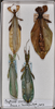 CollectionObject 1561222; 8a0a2a9e-096a-4f6a-abba-2291f255338b: Copyright QM, Brisbane. male (holotype, top left); 1 x male & 1 x female (paratypes). (CollectionObject).