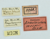 CollectionObject 1532134; 5cfa2292-493d-42b4-be61-ea15a919b562, NMW No. 9968: labels (male holotype). (CollectionObject).