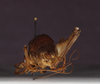 CollectionObject 1575864; 0f2507de-cd88-4361-99be-44e69838b40f: male, caudal view (holotype). (CollectionObject).
