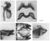 Melanoplus marshallii (Thomas, 1875): male genitalia. (Otu).