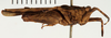 CollectionObject 1529907; 175a964a-e42d-4db2-8d38-37ede83e8d9d: female, lateral view (holotype). (CollectionObject).