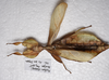 CollectionObject 1581343; a2b3837b-149d-4220-98cf-bd80f151703c: copyright ZRC Singapore. female, dorsal view (paratype). (CollectionObject).;CollectionObject 1581344; 10a2ae77-0789-48d0-8ed5-f68a7fd10f6d: copyright ZRC Singapore. female, dorsal view (paratype). (CollectionObject).