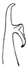Hyperophora cerviformis Rehn, 1907: Fig. 2. male cercus, dorsal view. (Otu).
