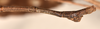 CollectionObject 1557051; c2d53978-0caa-48a8-9b39-d483a47690bc: copyright OUMNH. male: end of abdomen, lateral view of Phasma (Ctenomorpha) spinicollis (holotype). (CollectionObject).