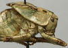 Aglaothorax giganteus (Rentz & Birchim, 1968): male pronotum lateral (paratype). (Otu).
