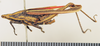 CollectionObject 1518484; b2ecc527-c812-4ab2-bc3e-a7af2c993cc4: female, lateral view (holotype). (CollectionObject).