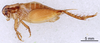 CollectionObject 1522770; c2b696b4-d68e-4385-8ea0-cee8dd5df7ae: Male, lateral view (holotype). (CollectionObject).