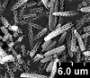 Brochosomes: !! display not done !! on Oncometopia (Oncometopia) orbona (Fabricius, 1798): OM243 | U.S.A., Ilinois, Urbana | 7/18/1934 | Rich | INHS. (Observation).