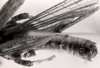 CollectionObject 1581949; 18f36afc-6864-4927-aae3-0b12fa73aa8a: male abdomen tip, dorsal view (syntype). (CollectionObject).