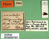 CollectionObject 1500222; f89860f0-93b4-47f8-8983-793a677cceff: labels (syntype). (CollectionObject).