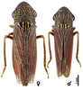 Habitus, dorsal view on Cuerna arida Oman & Beamer, 1944: U.S.A., Arizona, Cochise Co., Chiricahua Mts., INHS. (Observation).