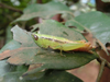 FieldOccurrence 148; e55fbd5d-61c0-4a22-b63b-d5e1e59609ab; Zanzibar Jozani forest, 2017/06/10: female. (FieldOccurrence).