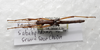 CollectionObject 1576303; SPM SP/EPH/02122, 7b0985aa-2110-48bd-8a7b-2f26f4219712: copyright SPM, Kinabalu. male, dorsal view (paratype). (CollectionObject).