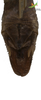 CollectionObject 1849325; Unioeste Cascavel K-0285, 5b19d558-2531-4068-9120-d8fdab811bb5: Male. End of abdomen, dorsal view. (CollectionObject).