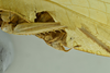 CollectionObject 2042933; d28ce83a-b5a0-4930-8093-72850d82e56b: male terminalia, lateral view (holotype). (CollectionObject).