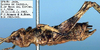 CollectionObject 1516947; c3221456-0505-461d-887b-757f359b9d66: male, lateral view (holotype). (CollectionObject).