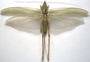 female, dorsal view (syntype). Depicts CollectionObject 1505668; 5fcbb7ab-4992-4b66-94b8-64f3bcb8e955, a CollectionObject.