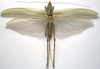CollectionObject 1505668; 5fcbb7ab-4992-4b66-94b8-64f3bcb8e955: female, dorsal view (syntype). (CollectionObject).