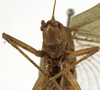 CollectionObject 1529779; 1a6fa9e9-9720-4974-bb58-53bbfbcdba63: female face (holotype). (CollectionObject).