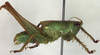 CollectionObject 1504238; 4de84338-24e3-4165-931c-9356868816b3: male habitus, lateral view (holotype). (CollectionObject).