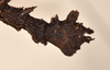 CollectionObject 1560994; 34482216-ad46-4d81-a992-9851a8cd1fc9: copyright UMO, Oxford. female of Phasma (Acanthoderus) bicoronata: end of abdomen, lateral view (holotype). (CollectionObject).