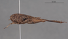 CollectionObject 1597768; ZMUH ZMH 831021, e7812e45-1f87-4cac-9b99-0a26b54dd061: female, lateral view. (CollectionObject).