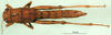 CollectionObject 1501092; c9185c61-5eb2-43ee-874c-392baa969405: female, dorsal view (syntype). (CollectionObject).